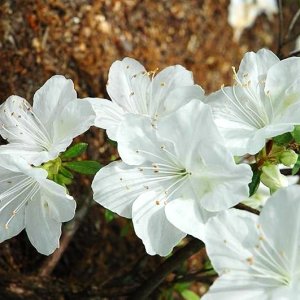 Azalka japonská (Azalea japonica) ´PALESTRINA BLANCHE´ - výška 40-50 cm, kont. C1,5L